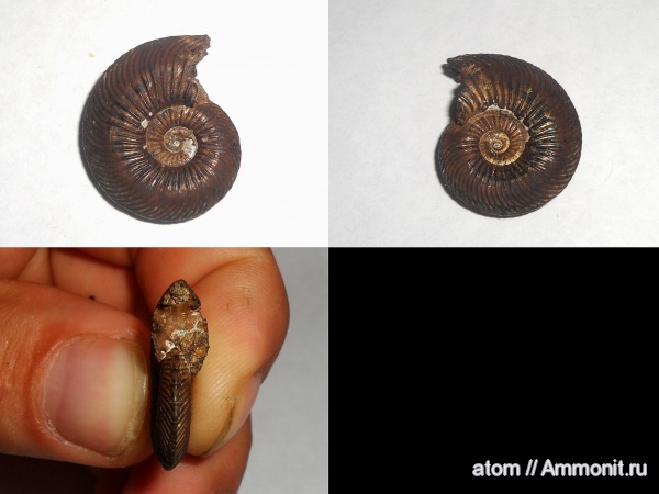 юра, Quenstedtoceras, Quenstedtoceras lamberti, Саратовская область, ТЭЦ-5, Jurassic