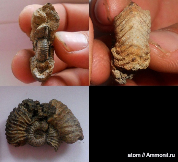 юра, Vertumniceras, Саратовская область, Vertumniceras trapezoidalis, ТЭЦ-5, Jurassic