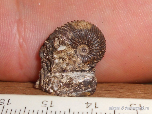 юра, Pseudocadoceras, Саратовская область, ТЭЦ-5, Jurassic