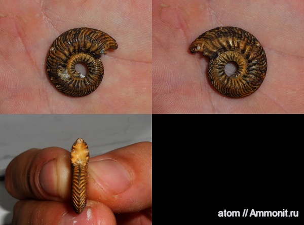 юра, Quenstedtoceras lamberti, Саратовская область, ТЭЦ-5, Jurassic