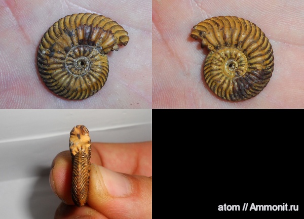 юра, Quenstedtoceras praelamberti, Саратовская область, ТЭЦ-5, Jurassic