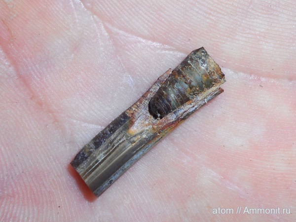 белемниты, юра, Саратовская область, ТЭЦ-5, Jurassic, belemnites