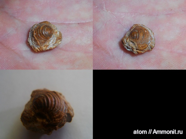 юра, двустворчатые моллюски, Astarte, Саратовская область, Trautscholdia, ТЭЦ-5, Jurassic