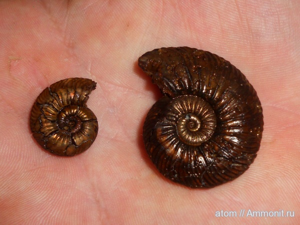 юра, Quenstedtoceras lamberti, Саратовская область, Jurassic