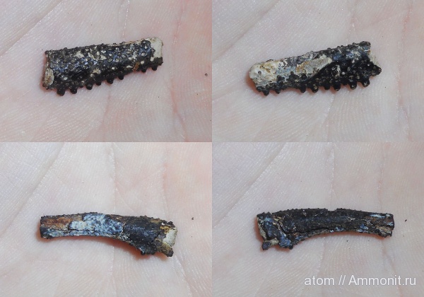 юра, членистоногие, ракообразные, Саратовская область, Decapoda, Jurassic
