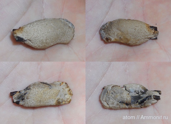 юра, членистоногие, ракообразные, раки, Саратовская область, креветки, Jurassic