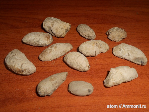 юра, членистоногие, ракообразные, Саратовская область, креветки, Jurassic