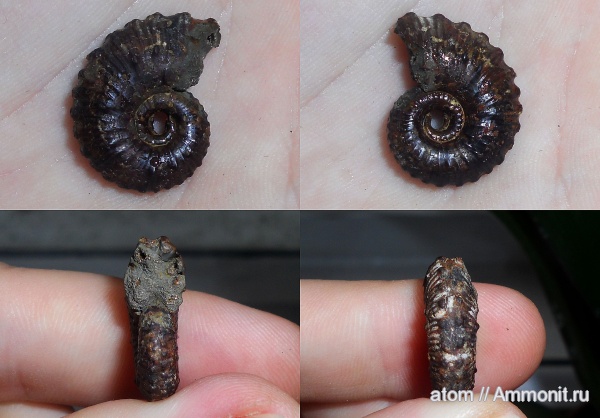 аммониты, юра, Kosmoceras, Саратовская область, Ammonites, Kosmoceras duncani, Jurassic
