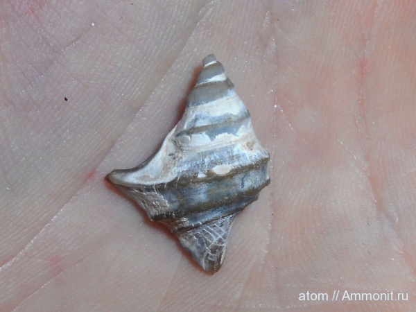 мел, апт, Саратовская область, Trilemma, Trilemma striatocarinatum, Aptian, Cretaceous