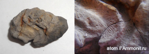 юра, ихнофоссилии, Саратовская область, Jurassic