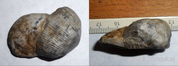 брахиоподы, карбон, Linoproductus, Admoskovia, Саратовская область, Productida