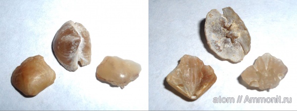брахиоподы, мел, маастрихт, Саратовская область, Terebratulida, Carneithyris, Carneithyris carnea, Maastrichtian, Cretaceous