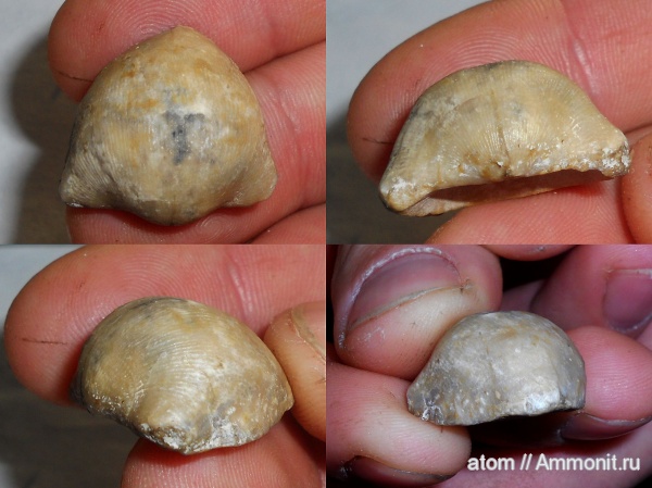 пермь, Productida, Linoproductinae, Stepanoviella, Stepanoviella hemisphaerium, Permian