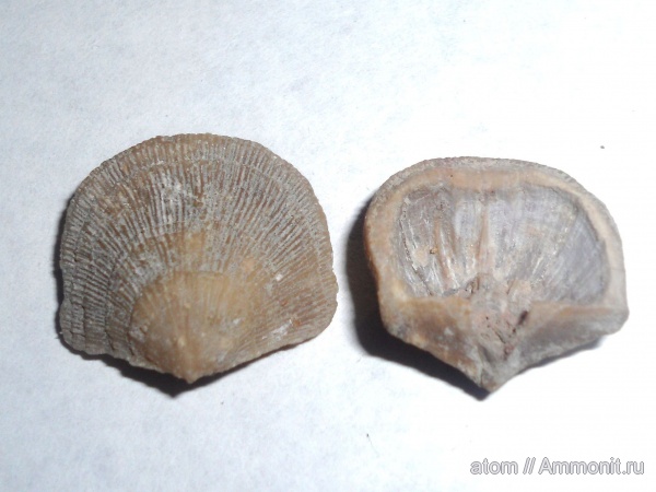 брахиоподы, ордовик, Antigonambonites, Ordovician