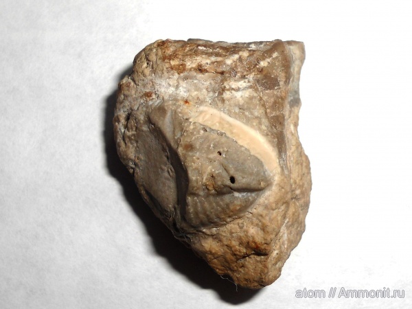 трилобиты, Саратовская область, Тёпловский карьер