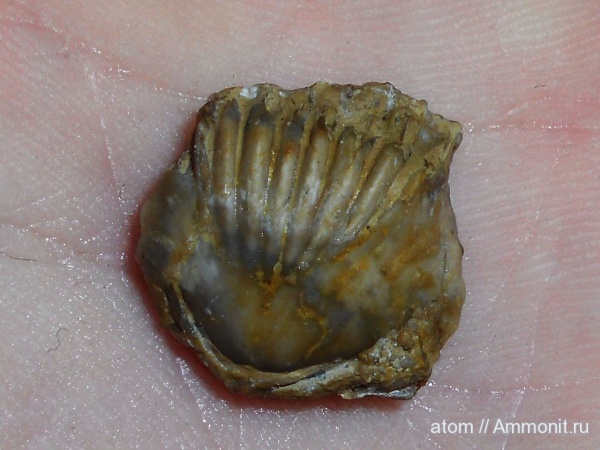 брахиоподы, Terebratuloidea