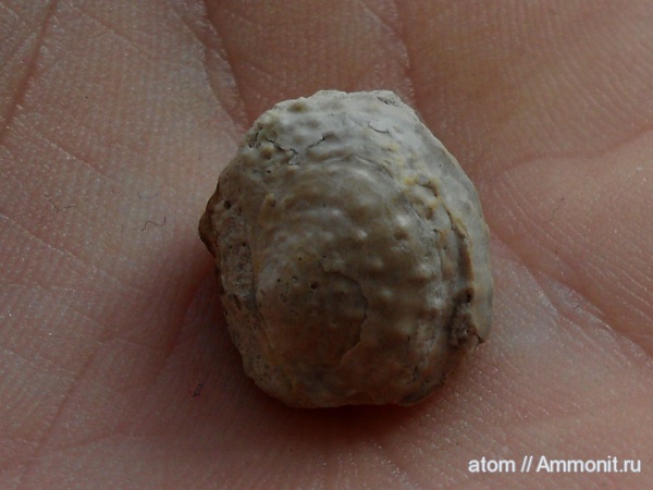 брахиоподы, Саратовская область, Productida, Krotovia karpinskiana