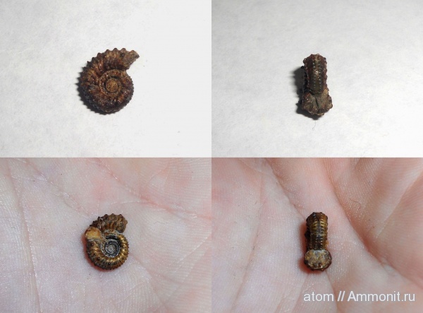 аммониты, Kosmoceras, Саратовская область, Ammonites, Kosmoceras tschernischewi