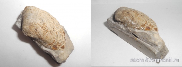 двустворчатые моллюски, Gresslya, Дубки, Саратовская область, Gresslya alduini