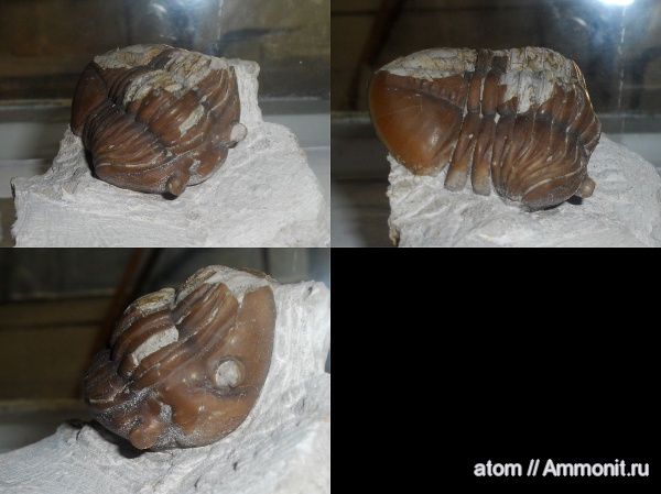 трилобиты, ордовик, Asaphus, Asaphus expansus, Ordovician