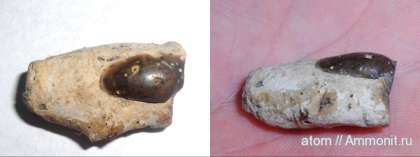 двустворчатые моллюски, Саратовская область, ТЭЦ-5