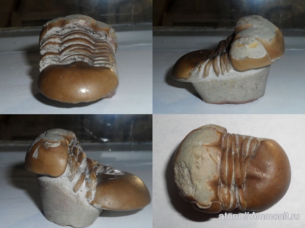 трилобиты, ордовик, Illaenus, Ordovician