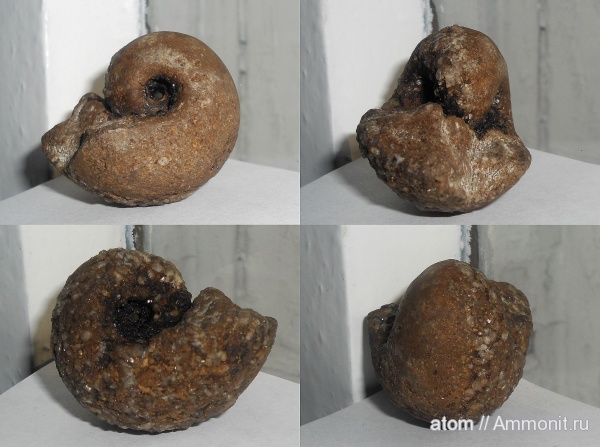 Bellerophon, брюхоногие моллюски, Саратовская область, Bellerophontidae