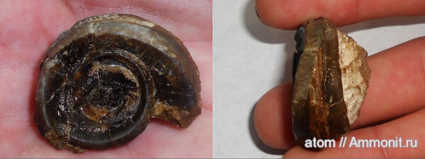 Euomphalus, брюхоногие моллюски, Саратовская область