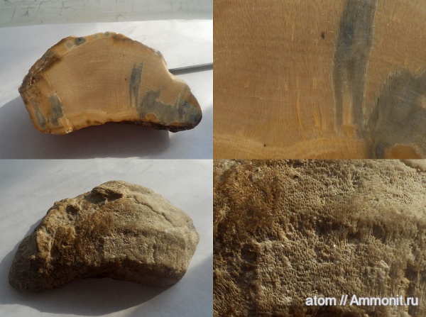 карбон, губки, Chaetetes, Саратовская область