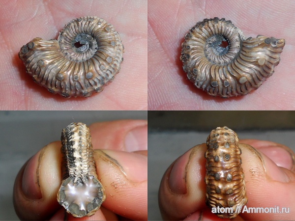 Kosmoceras, Kosmoceras spinosum