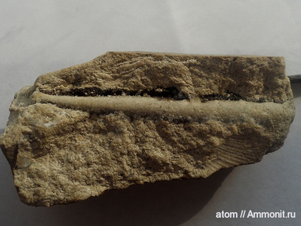 Лопатоногие моллюски.