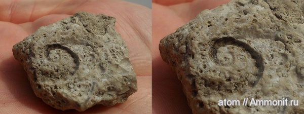 карбон, брюхоногие моллюски, Саратовская область