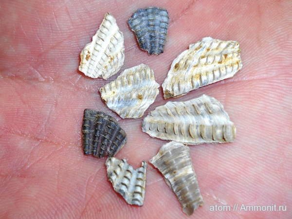 двустворчатые моллюски, Саратовская область, Radulopecten, ТЭЦ-5