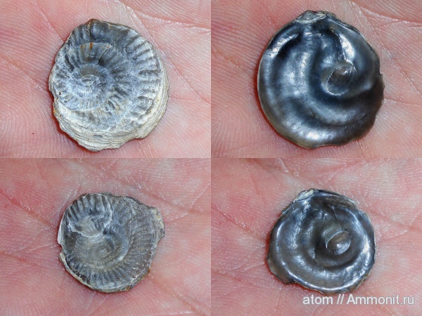 двустворчатые моллюски, Gryphaea, Саратовская область, ТЭЦ-5, ксеноморфизм, xenomorphism