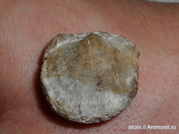 брахиоподы, Саратовская область