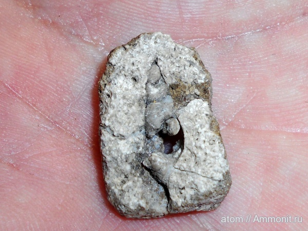 брюхоногие моллюски, Саратовская область