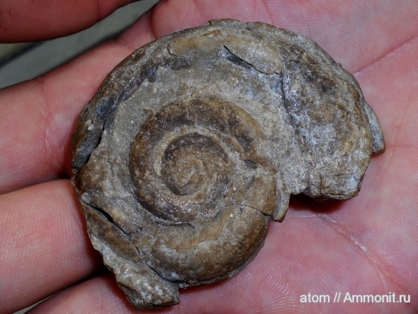 Euomphalus, брюхоногие моллюски, Euomphalus marginatus, Саратовская область