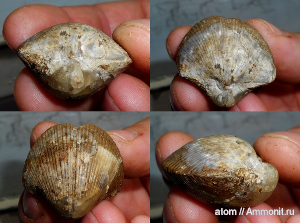 брахиоподы, карбон, Choristites, Spiriferida, Тёпловский карьер, Choristites radiculosus