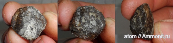 брахиоподы, карбон, Саратовская область, Orthotetida