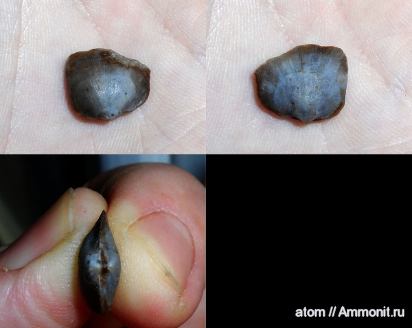 брахиоподы, карбон, Schizophoria, Schizophoria resupinata