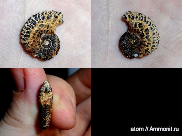 аммониты, юра, Quenstedtoceras, Ammonites, ТЭЦ-5, Jurassic