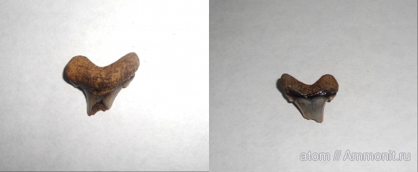 мел, Cretalamna, Саратовская область, Cretaceous