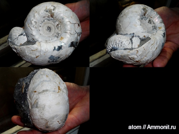 Cadoceras, Cadoceras elatmae