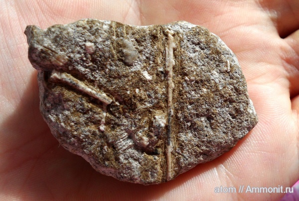 морские ежи, иглокожие