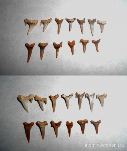 рыбы, Eostriatolamia, Eostriatolamia subulata, fish