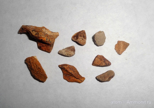 мел, рыбы, химеры, Cretaceous, fish