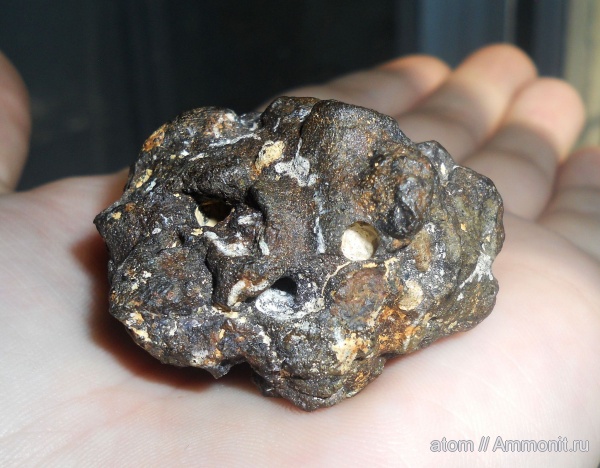 губки, Саратовская область, Beksia