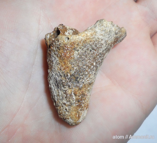 губки, Саратовская область, Napaeana