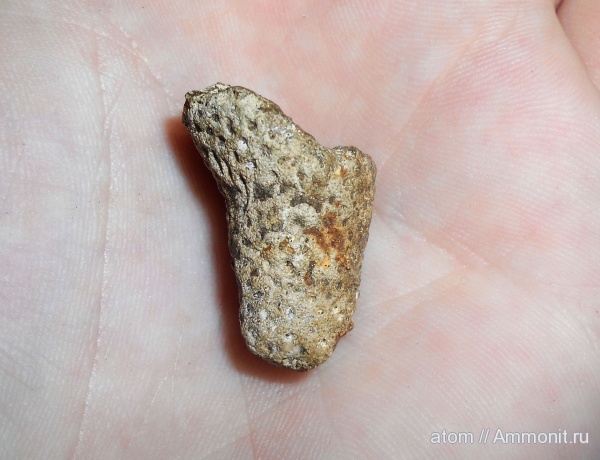 губки, Саратовская область, Rhizopoterion