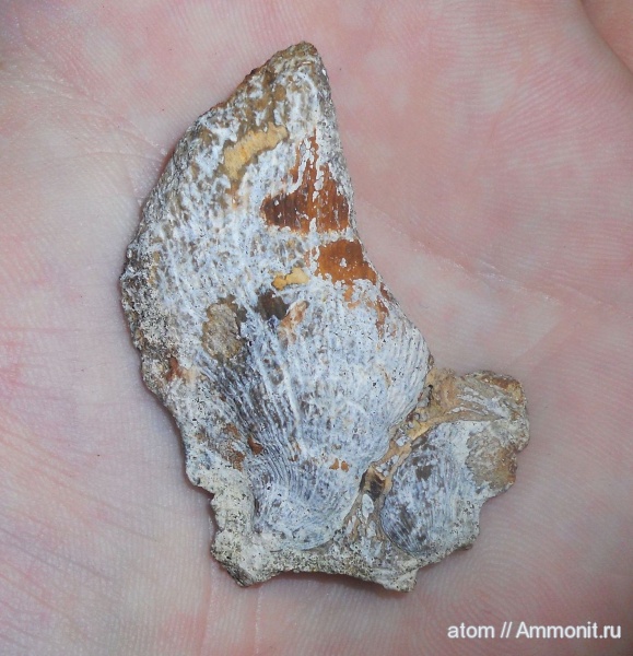 губки, Саратовская область